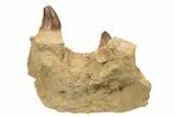 Fossil Mosasaur Jaw Section with Two Teeth - Morocco #192507-3